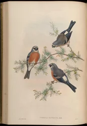 Pyrrhula erithacus